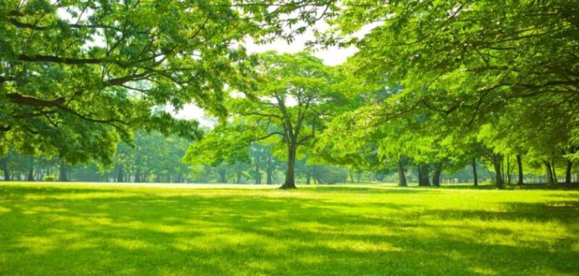 Nguồn gốc và ý nghĩa của giấc mơ chặt cây
